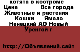 котята в костроме › Цена ­ 2 000 - Все города Животные и растения » Кошки   . Ямало-Ненецкий АО,Новый Уренгой г.